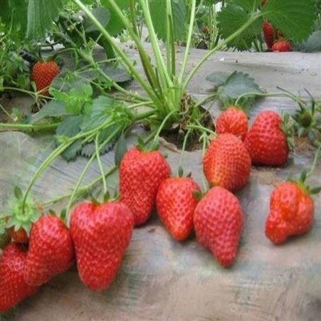 出售草莓苗 法兰地草莓苗 章姬草莓苗