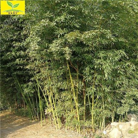 竹子苗 供应1公分2公分竹子 2.5米3米竹子苗 早园竹子