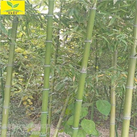 竹子苗 供应1公分2公分竹子 2.5米3米竹子苗 早园竹子